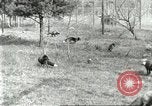 Immagine di Industria Conciaria United States USA, 1930, secondo 60 filmato di repertorio 65675064358