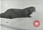 Image of fur industry United States USA, 1930, second 30 stock footage video 65675064360