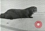 Image of fur industry United States USA, 1930, second 31 stock footage video 65675064360