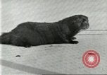 Image of fur industry United States USA, 1930, second 32 stock footage video 65675064360