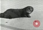 Image of fur industry United States USA, 1930, second 33 stock footage video 65675064360