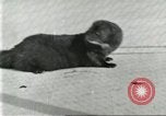 Image of fur industry United States USA, 1930, second 34 stock footage video 65675064360