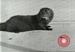 Image of fur industry United States USA, 1930, second 35 stock footage video 65675064360