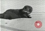 Image of fur industry United States USA, 1930, second 36 stock footage video 65675064360