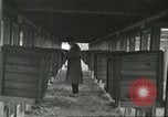 Standbild Pelzindustrie Ohio United States USA, 1930, aus Sekunde 50 historischem Filmmaterial Videoclip 65675064363