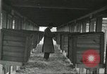 Standbild Pelzindustrie Ohio United States USA, 1930, aus Sekunde 53 historischem Filmmaterial Videoclip 65675064363