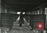 Standbild Pelzindustrie Ohio United States USA, 1930, aus Sekunde 54 historischem Filmmaterial Videoclip 65675064363