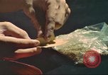Standbild illegale Droge Marihuana San Diego California USA, 1975, aus Sekunde 3 historischem Filmmaterial Videoclip 65675064376
