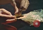Standbild illegale Droge Marihuana San Diego California USA, 1975, aus Sekunde 4 historischem Filmmaterial Videoclip 65675064376