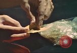 Standbild illegale Droge Marihuana San Diego California USA, 1975, aus Sekunde 6 historischem Filmmaterial Videoclip 65675064376