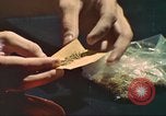 Standbild illegale Droge Marihuana San Diego California USA, 1975, aus Sekunde 7 historischem Filmmaterial Videoclip 65675064376