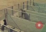 Standbild Marihuana Erkennung Hunde San Diego California USA, 1975, aus Sekunde 4 historischem Filmmaterial Videoclip 65675064377
