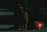 Image la détection de la marijuana chien San Diego California USA, 1975, de la seconde 1 séquences d'archives historiques vidéo 65675064378