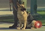 Image la détection de la marijuana chien San Diego California USA, 1975, de la seconde 3 séquences d'archives historiques vidéo 65675064378