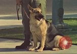 Image la détection de la marijuana chien San Diego California USA, 1975, de la seconde 5 séquences d'archives historiques vidéo 65675064378