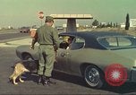Image la détection de la marijuana chien San Diego California USA, 1975, de la seconde 25 séquences d'archives historiques vidéo 65675064378