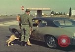 Image la détection de la marijuana chien San Diego California USA, 1975, de la seconde 26 séquences d'archives historiques vidéo 65675064378