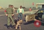 Image la détection de la marijuana chien San Diego California USA, 1975, de la seconde 46 séquences d'archives historiques vidéo 65675064378