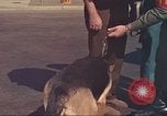 Image la détection de la marijuana chien San Diego California USA, 1975, de la seconde 48 séquences d'archives historiques vidéo 65675064378