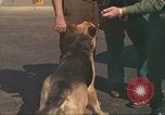 Image la détection de la marijuana chien San Diego California USA, 1975, de la seconde 51 séquences d'archives historiques vidéo 65675064378