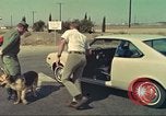 Image la détection de la marijuana chien San Diego California USA, 1975, de la seconde 24 séquences d'archives historiques vidéo 65675064379