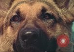 Image la détection de la marijuana chien San Diego California USA, 1975, de la seconde 27 séquences d'archives historiques vidéo 65675064379