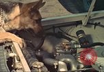 Image la détection de la marijuana chien San Diego California USA, 1975, de la seconde 37 séquences d'archives historiques vidéo 65675064379