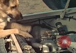 Image la détection de la marijuana chien San Diego California USA, 1975, de la seconde 40 séquences d'archives historiques vidéo 65675064379