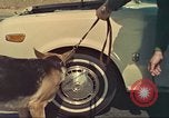 Image la détection de la marijuana chien San Diego California USA, 1975, de la seconde 47 séquences d'archives historiques vidéo 65675064379