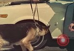 Image la détection de la marijuana chien San Diego California USA, 1975, de la seconde 48 séquences d'archives historiques vidéo 65675064379