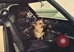 Image la détection de la marijuana chien San Diego California USA, 1975, de la seconde 50 séquences d'archives historiques vidéo 65675064379