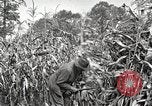 Image of Fordson Tractors United States USA, 1924, second 7 stock footage video 65675064402
