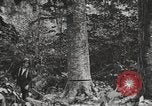 Standbild Holzindustrie United States USA, 1920, aus Sekunde 8 historischem Filmmaterial Videoclip 65675064422