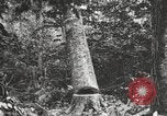 Standbild Holzindustrie United States USA, 1920, aus Sekunde 10 historischem Filmmaterial Videoclip 65675064422