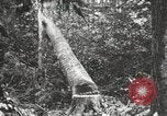 Standbild Holzindustrie United States USA, 1920, aus Sekunde 11 historischem Filmmaterial Videoclip 65675064422