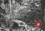 Standbild Holzindustrie United States USA, 1920, aus Sekunde 12 historischem Filmmaterial Videoclip 65675064422