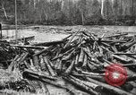 Standbild Holzindustrie United States USA, 1920, aus Sekunde 41 historischem Filmmaterial Videoclip 65675064424