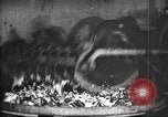 Image of canning industry United States USA, 1919, second 15 stock footage video 65675064483