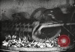 Image of canning industry United States USA, 1919, second 16 stock footage video 65675064483