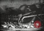Image of canning industry United States USA, 1919, second 19 stock footage video 65675064483
