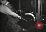 Immagine di Per i prodotti a base di carne United States USA, 1919, secondo 17 filmato di repertorio 65675064484