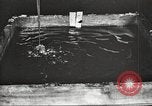 Image of by-products of meat United States USA, 1919, second 16 stock footage video 65675064485