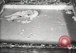Image of by-products of meat United States USA, 1919, second 25 stock footage video 65675064485