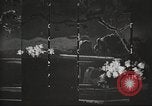 Image of Cherry Blossom Time Japan, 1920, second 37 stock footage video 65675064488