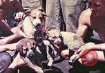 Image of United States Marines Guam Mariana Islands, 1944, second 56 stock footage video 65675064595