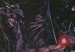 Immagine di Stati Uniti Marines Guam Isole Marianne, 1944, secondo 53 filmato di repertorio 65675064601