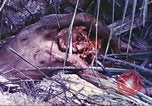 Image of United States Marines Guam Mariana Islands, 1944, second 27 stock footage video 65675064605