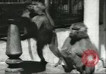Standbild monkey Kindergarten Russland, 1956, aus Sekunde 7 historischem Filmmaterial Videoclip 65675064617