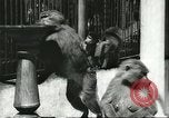 Standbild monkey Kindergarten Russland, 1956, aus Sekunde 9 historischem Filmmaterial Videoclip 65675064617