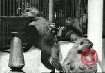 Standbild monkey Kindergarten Russland, 1956, aus Sekunde 10 historischem Filmmaterial Videoclip 65675064617
